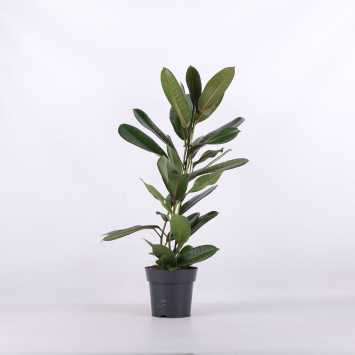 Ficus benghalensis (Fikus bengalski)