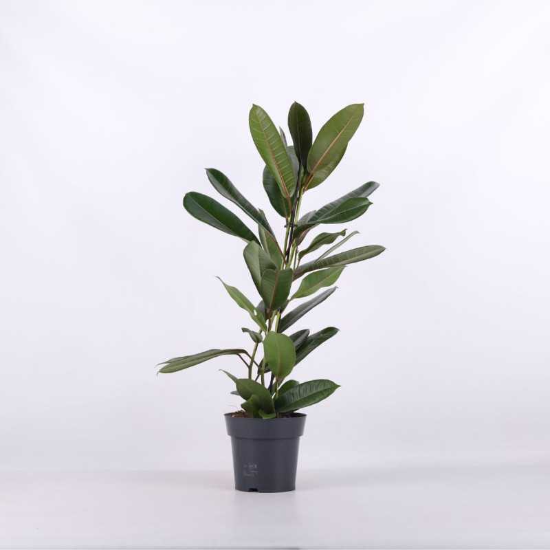 Ficus benghalensis (Fikus bengalski) Ficus benghalensis (Fikus bengalski)