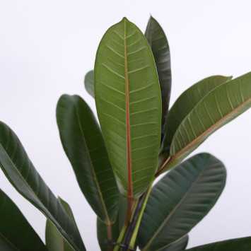 Ficus benghalensis (Fikus bengalski)