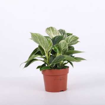 Philodendron Birkin (Filodendron) - średnica: 11 cm