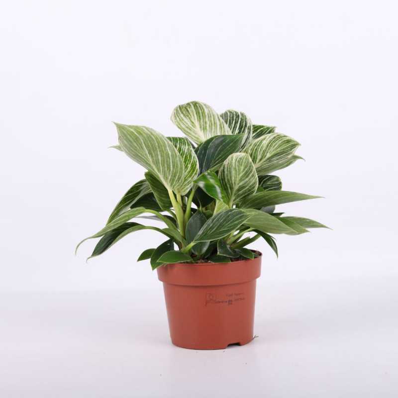 Philodendron Birkin (Filodendron) - średnica: 11 cm