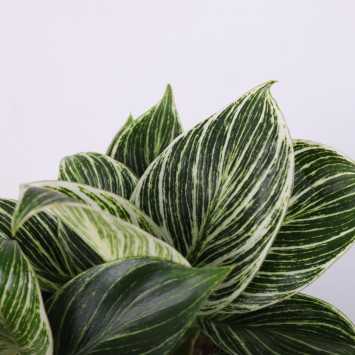 Philodendron Birkin (Filodendron) - średnica: 11 cm