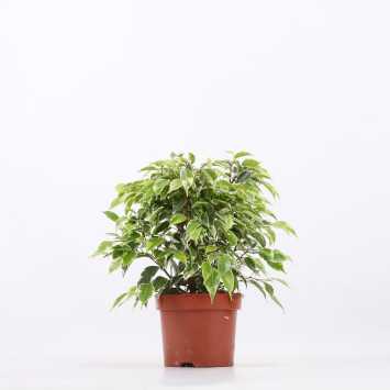 Ficus benjamina Kinky (Fikus, Figowiec)