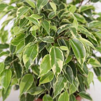 Ficus benjamina Kinky (Fikus, Figowiec)