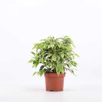 Ficus benjamina Kinky (Fikus, Figowiec)