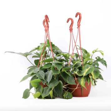 Philodendron (filodendron) - wiszący mix