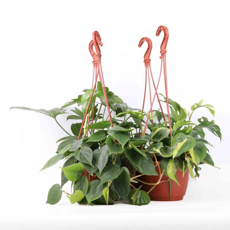 Philodendron (filodendron) - wiszący mix