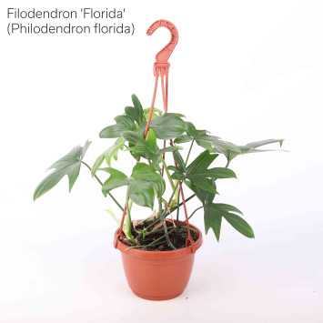 Philodendron (filodendron) - wiszący mix