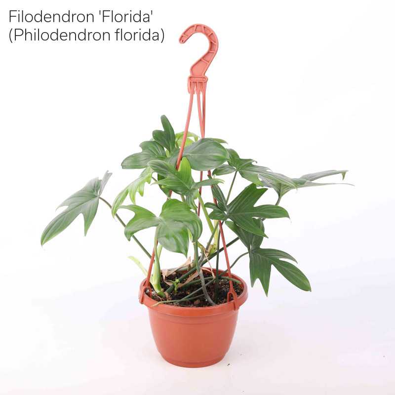 Philodendron (filodendron) - wiszący mix