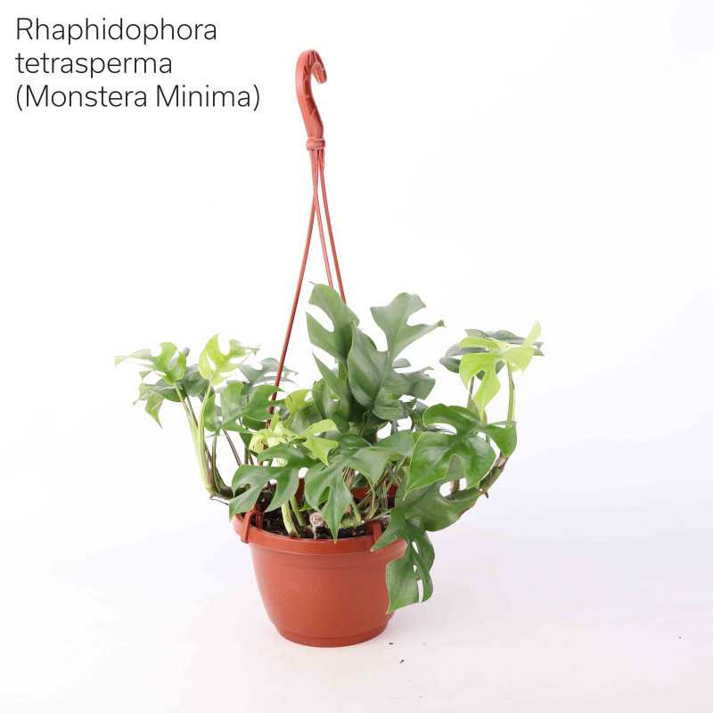 Philodendron (filodendron) - wiszący mix