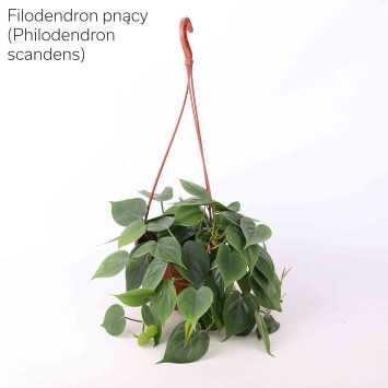 Philodendron (filodendron) - wiszący mix