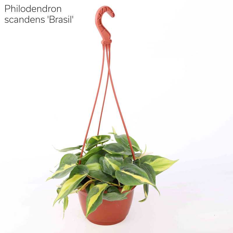 Philodendron (filodendron) - wiszący mix
