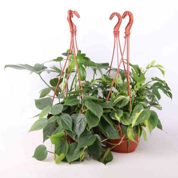 Philodendron (filodendron) - wiszący mix