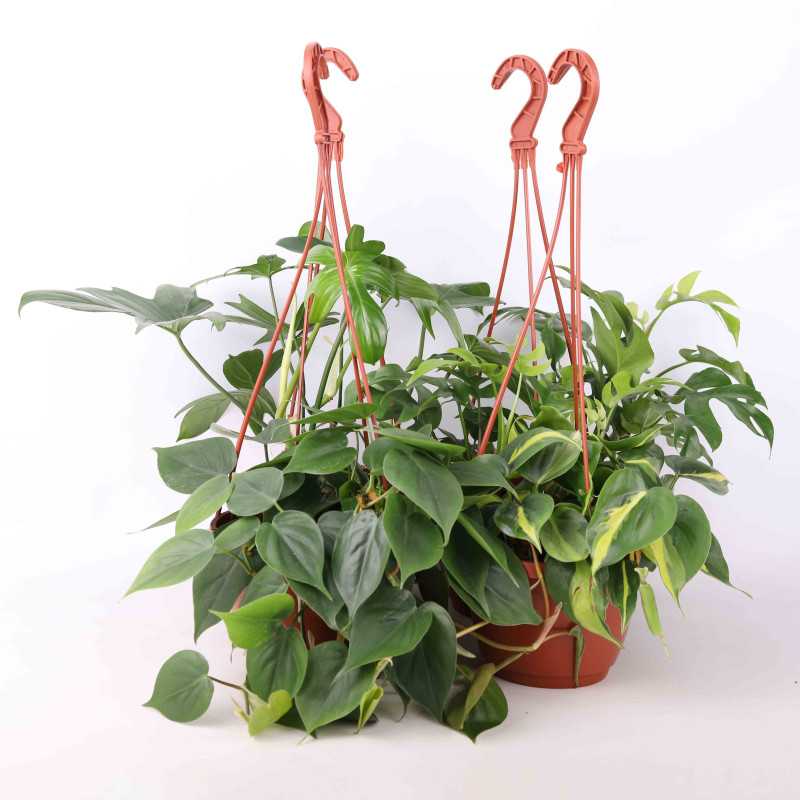 Philodendron (filodendron) - wiszący mix