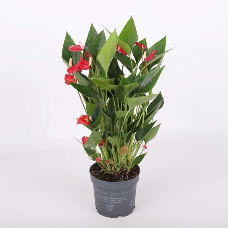 Anthurium (Anturium) - mix kolorów, średnica 12 cm Anthurium (Anturium) - mix kolorów, średnica 12 cm