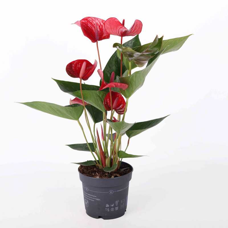 Anthurium (Anturium) - mix kolorów, średnica 12 cm Anthurium (Anturium) - mix kolorów, średnica 12 cm