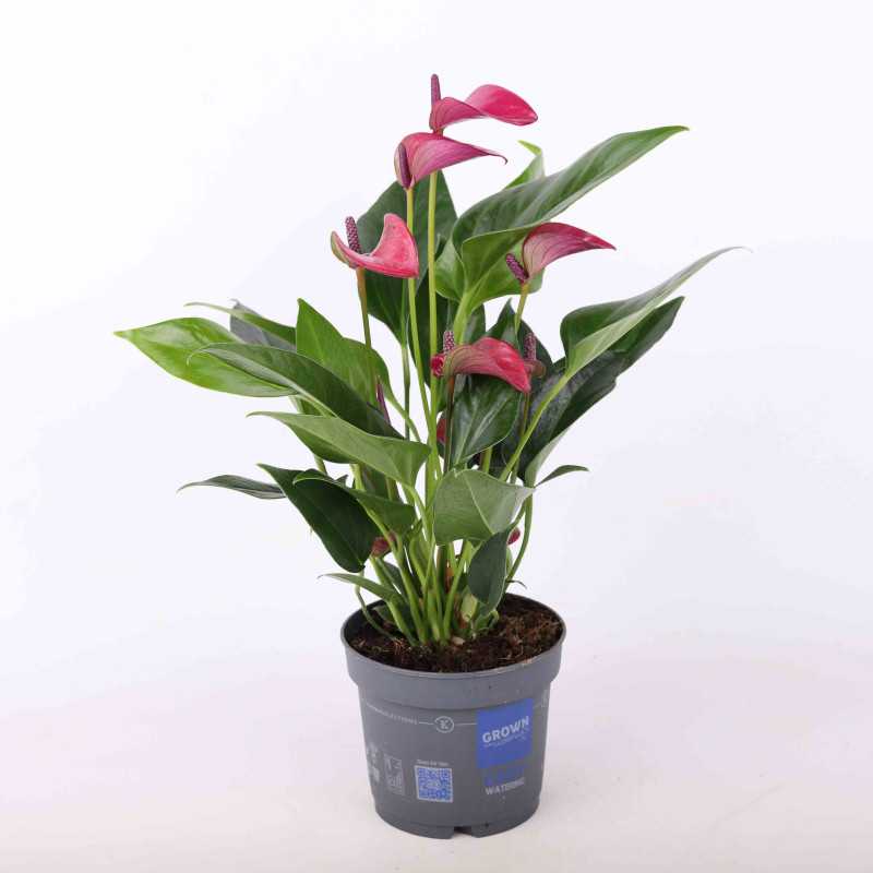 Anthurium (Anturium) - mix kolorów, średnica 12 cm Anthurium (Anturium) - mix kolorów, średnica 12 cm