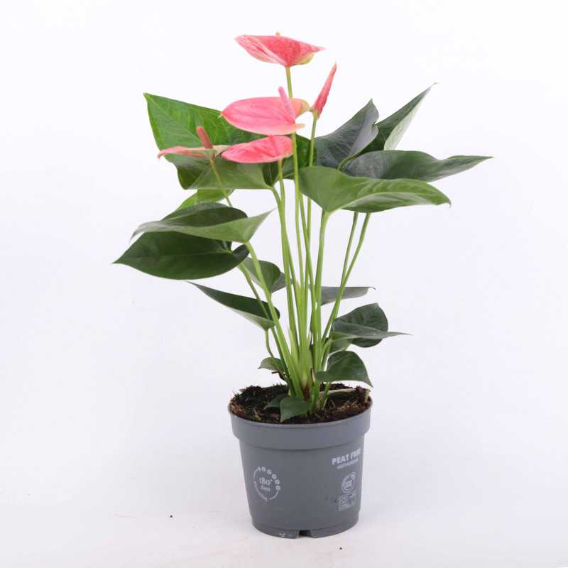 Anthurium (Anturium) - mix kolorów, średnica 12 cm Anthurium (Anturium) - mix kolorów, średnica 12 cm