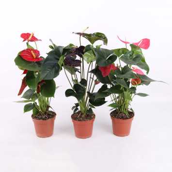 Anthurium (Anturium) - Polski producent - 13 cm