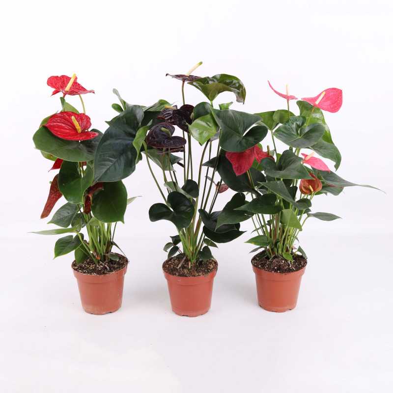 Anthurium (Anturium) - Polski producent - 13 cm Anthurium (Anturium) - Polski producent - 13 cm