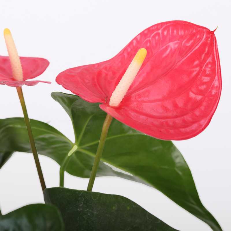 Anthurium (Anturium) - Polski producent - 13 cm Anthurium (Anturium) - Polski producent - 13 cm
