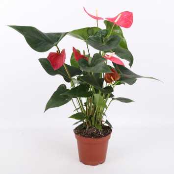 Anthurium (Anturium) - Polski producent - 13 cm