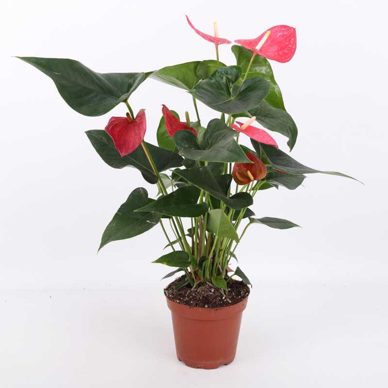Anthurium (Anturium) - Polski producent - 13 cm Anthurium (Anturium) - Polski producent - 13 cm