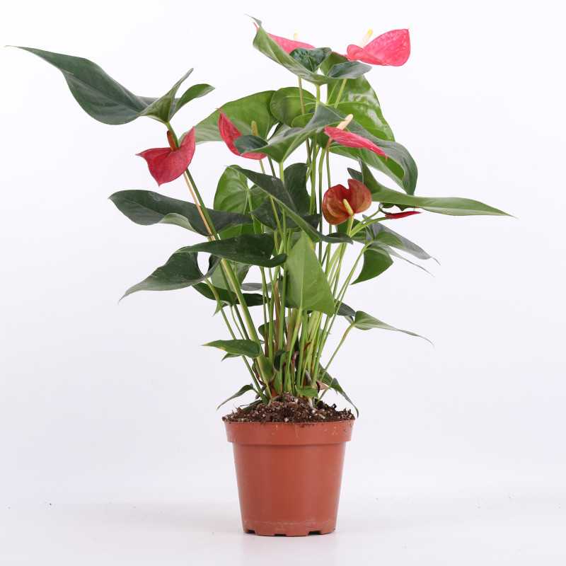 Anthurium (Anturium) - Polski producent - 13 cm Anthurium (Anturium) - Polski producent - 13 cm