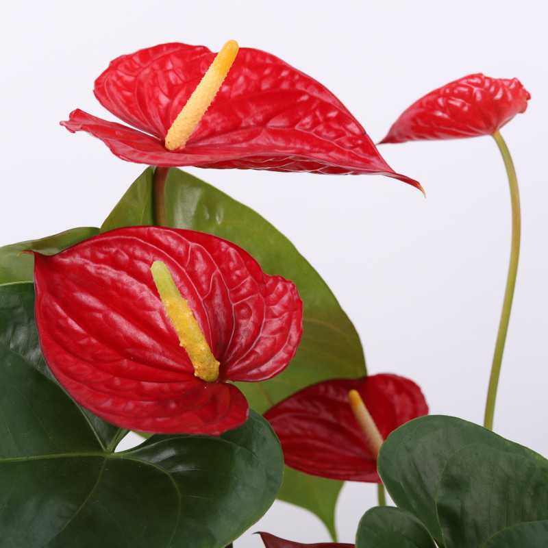 Anthurium (Anturium) - Polski producent - 13 cm Anthurium (Anturium) - Polski producent - 13 cm