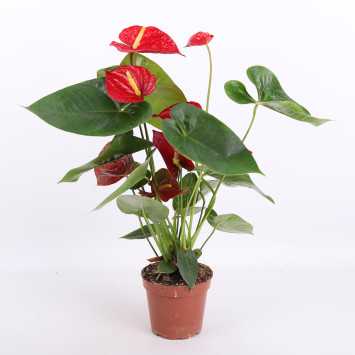 Anthurium (Anturium) - Polski producent - 13 cm