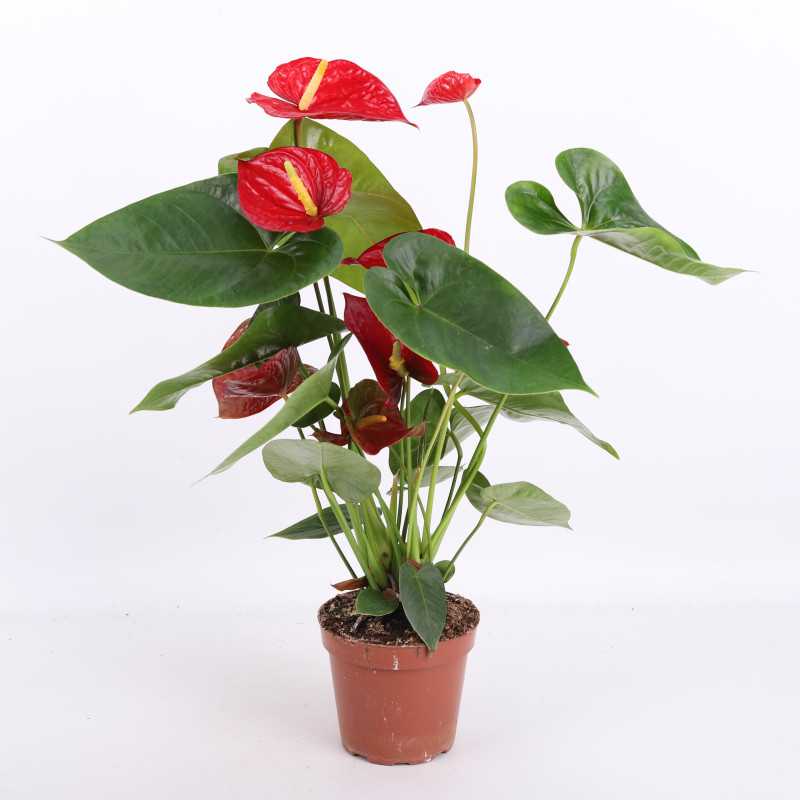 Anthurium (Anturium) - Polski producent - 13 cm Anthurium (Anturium) - Polski producent - 13 cm