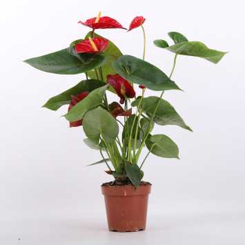 Anthurium (Anturium) - Polski producent - 13 cm