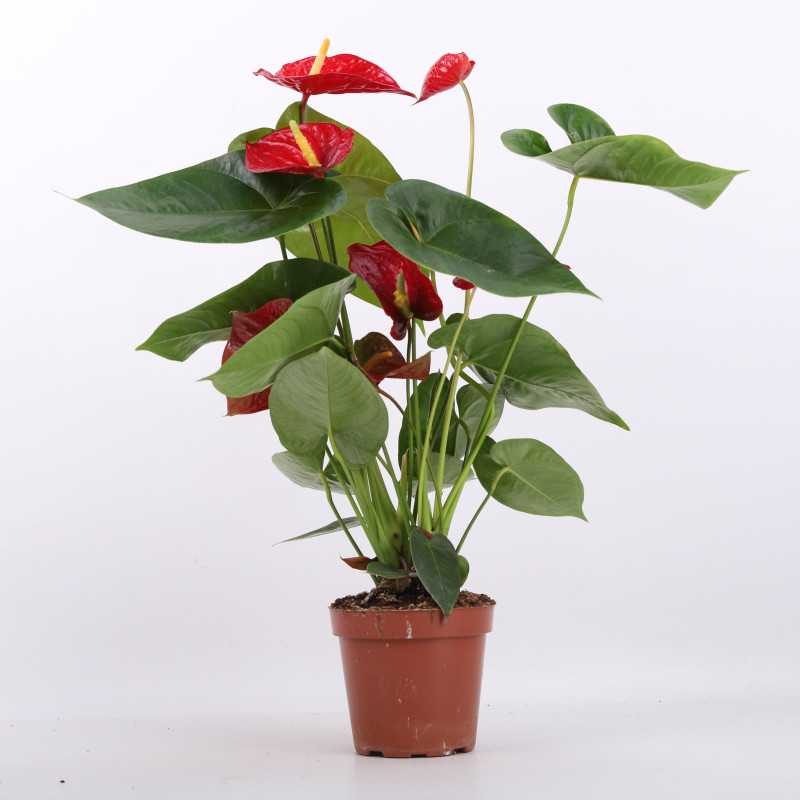 Anthurium (Anturium) - Polski producent - 13 cm Anthurium (Anturium) - Polski producent - 13 cm
