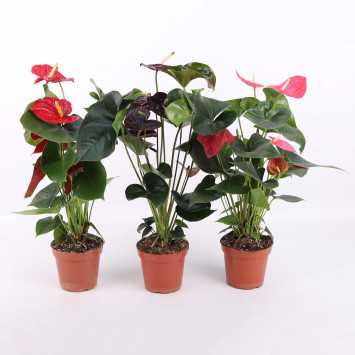 Anthurium (Anturium) - Polski producent - 13 cm