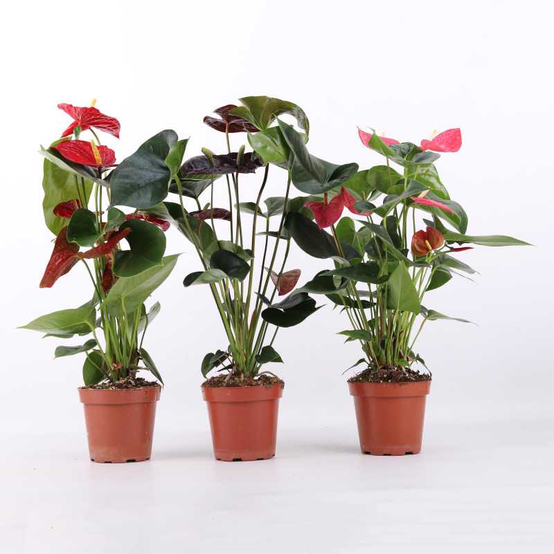 Anthurium (Anturium) - Polski producent - 13 cm Anthurium (Anturium) - Polski producent - 13 cm