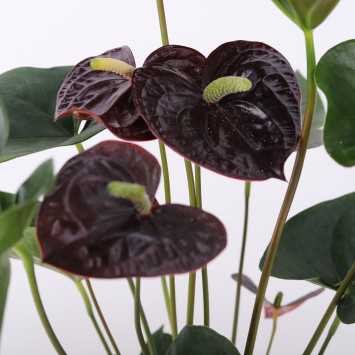 Anthurium (Anturium) - Polski producent - 13 cm