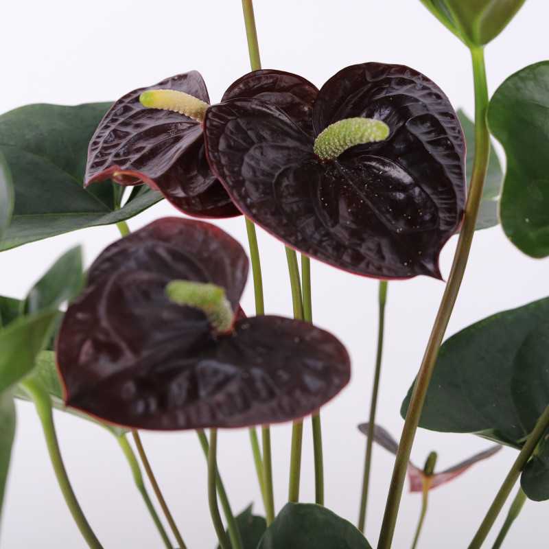 Anthurium (Anturium) - Polski producent - 13 cm Anthurium (Anturium) - Polski producent - 13 cm