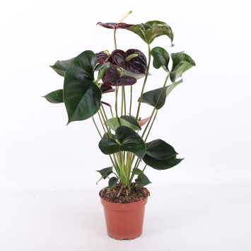 Anthurium (Anturium) - Polski producent - 13 cm