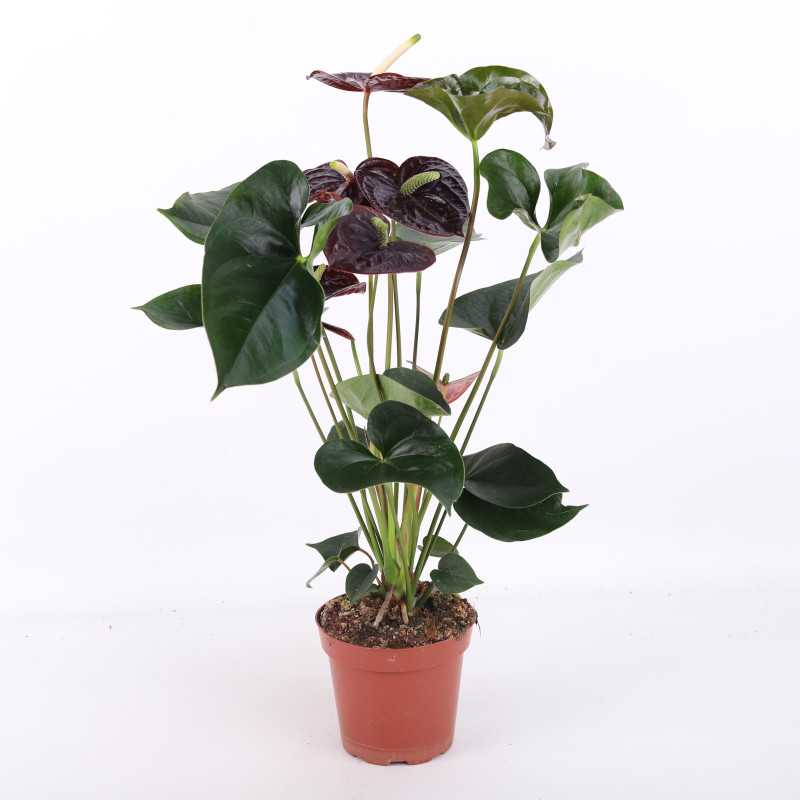 Anthurium (Anturium) - Polski producent - 13 cm Anthurium (Anturium) - Polski producent - 13 cm