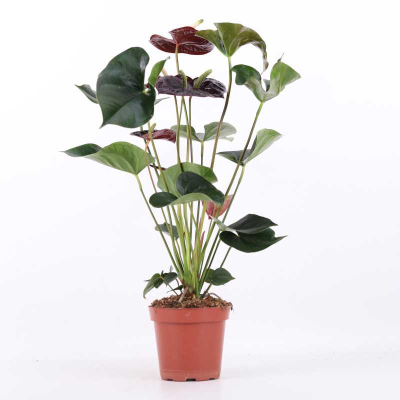 Anthurium (Anturium) - Polski producent - 13 cm Anthurium (Anturium) - Polski producent - 13 cm