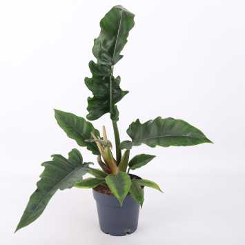 Philodendron Narrow Escape (Filodendron)