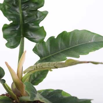 Philodendron Narrow Escape (Filodendron)