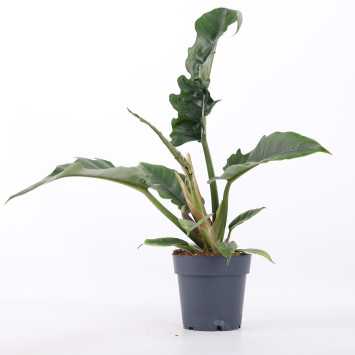 Philodendron Narrow Escape (Filodendron)