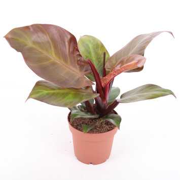 Philodendron 'McColley's Finale' (Filodendron) - średnica: 12 cm