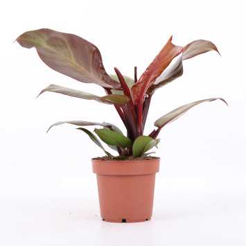 Philodendron 'McColley's Finale' (Filodendron) - średnica: 12 cm