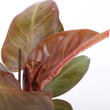 Philodendron 'McColley's Finale' (Filodendron) - średnica: 12 cm