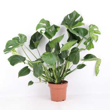Monstera deliciosa - śr.donicy: 21 [cm] 