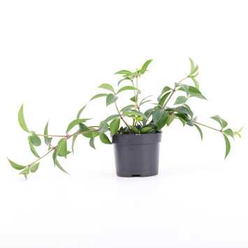 PEPERO.DROBNA PL-24/02/6717 PEPEROMIA