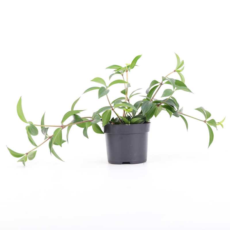 PEPERO.DROBNA PL-24/02/6717 PEPEROMIA