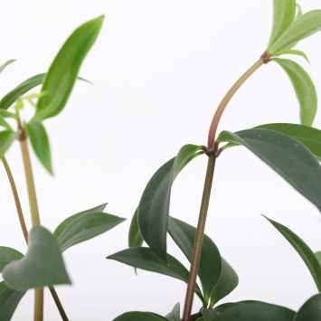 PEPERO.DROBNA PL-24/02/6717 PEPEROMIA